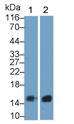 Polyclonal Antibody to Hemoglobin (HB)