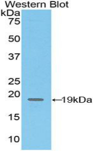 PAB410Mu01.jpg
