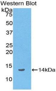 PAB424Hu01.jpg