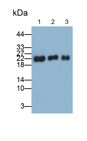 Polyclonal Antibody to Cluster Of Differentiation 99 (CD99)