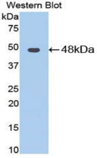 Polyclonal Antibody to Enolase 3 (ENO3)