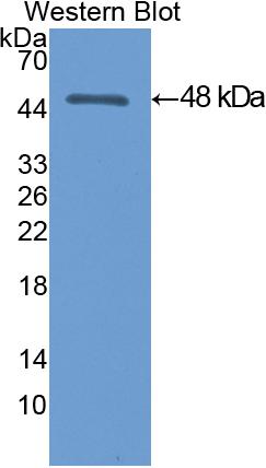 Polyclonal Antibody to Enolase 3 (ENO3)