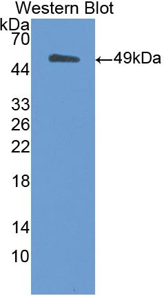 Polyclonal Antibody to Enolase 3 (ENO3)