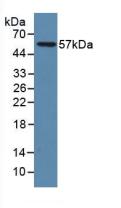 Polyclonal Antibody to Lysosomal Associated Membrane Protein 1 (LAMP1)