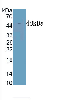 Polyclonal Antibody to Enolase 1 (ENO1)