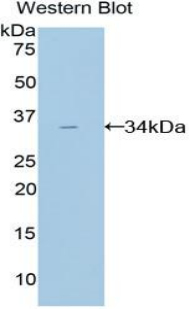 PAB454Ra01.jpg