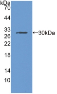 PAB455Hu01.jpg