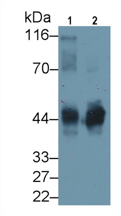 Polyclonal Antibody to Ovalbumin (OVA)