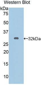 Polyclonal Antibody to Connexin 40 (CX40)