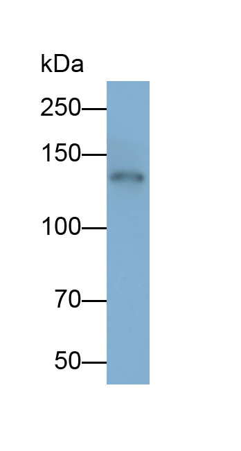PAB481Mu01.jpg