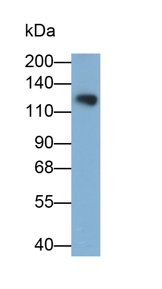 PAB481Ra01.jpg