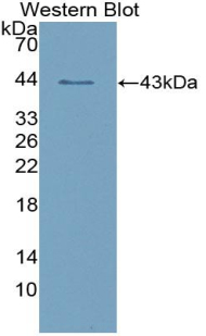 Polyclonal Antibody to Salivary Alpha Amylase (AMY1A)