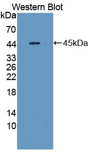 Polyclonal Antibody to Salivary Alpha Amylase (AMY1A)