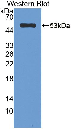 Polyclonal Antibody to Pancreatic Elastase 1 (ELA1)