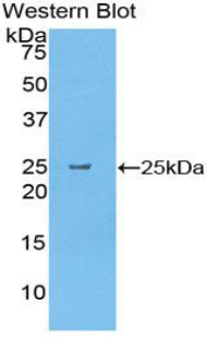 PAB483Mu01.jpg