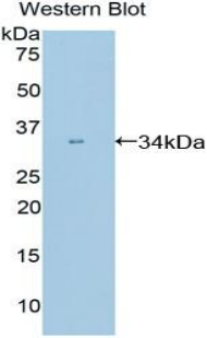 Polyclonal Antibody to Peptidylprolyl Isomerase E (PPIE)
