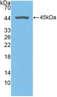 Polyclonal Antibody to Fibromodulin (FMOD)