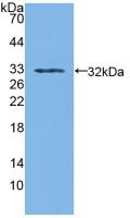 PAB495Hu01.jpg