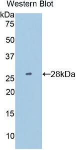 Polyclonal Antibody to Protein Disulfide Isomerase (PDI)