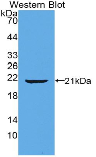 Biotin-Linked Polyclonal Antibody to Tumor Necrosis Factor Receptor Superfamily, Member 4 (TNFRSF4)