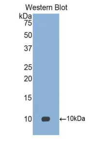 Polyclonal Antibody to Pulmonary Activation Regulated Chemokine (PARC)