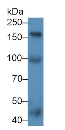 Polyclonal Antibody to Neuronal Apoptosis Inhibitory Protein (NAIP)