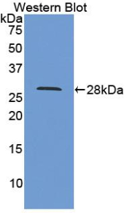 Polyclonal Antibody to Cyclophilin 40 (CYP-40)