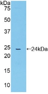 Polyclonal Antibody to Cyclophilin 40 (CYP-40)