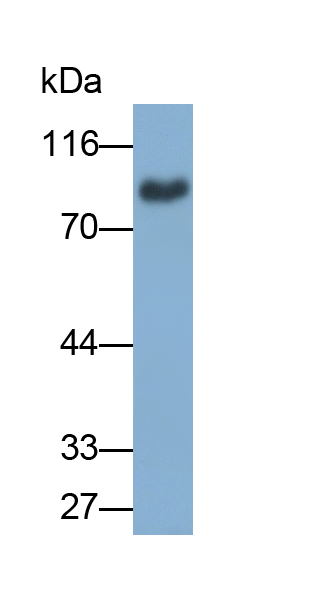 Polyclonal Antibody to Cluster Of Differentiation 36 (CD36)