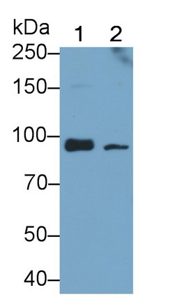 Polyclonal Antibody to Probable ATP-dependent RNA Helicase DDX58 (DDX58)