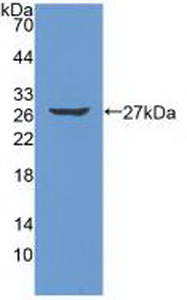 Polyclonal Antibody to Protease, Serine 2 (PRSS2)