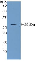 Polyclonal Antibody to Gamma-cystathionase (CTH)