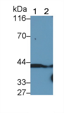 Polyclonal Antibody to Cluster Of Differentiation 147 (CD147)