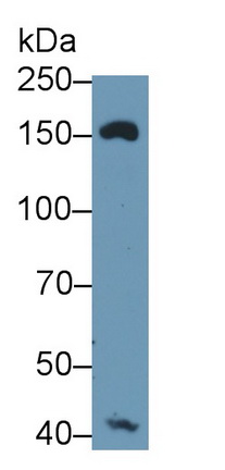 PAB542Hu01.jpg