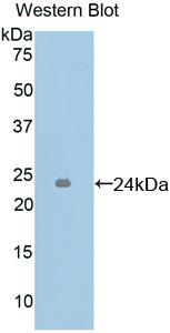 Polyclonal Antibody to Intercellular Adhesion Molecule 4 (ICAM4)