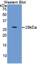 Polyclonal Antibody to Intercellular Adhesion Molecule 4 (ICAM4)