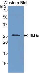 Polyclonal Antibody to Intercellular Adhesion Molecule 4 (ICAM4)