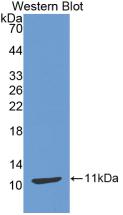 Polyclonal Antibody to Thymus Activation Regulated Chemokine (TARC)