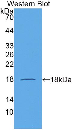 Polyclonal Antibody to Secondary Lymphoid Tissue Chemokine (SLC)