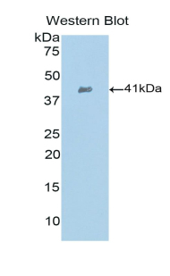 Polyclonal Antibody to Secondary Lymphoid Tissue Chemokine (SLC)