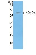 Polyclonal Antibody to Secondary Lymphoid Tissue Chemokine (SLC)