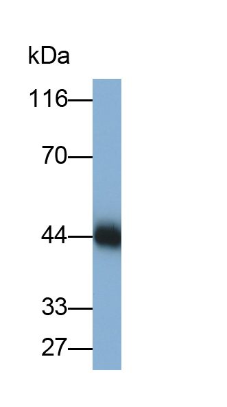 Polyclonal Antibody to Cluster Of Differentiation 32 (CD32)