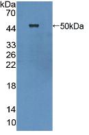 Polyclonal Antibody to Cytohesin 1 (CYTH1)