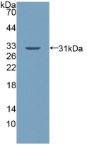 PAB590Hu01.jpg