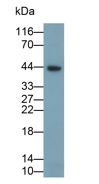 Polyclonal Antibody to Caspase 1 (CASP1)