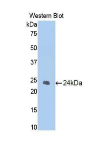 Polyclonal Antibody to Caspase 1 (CASP1)