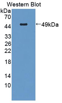 Polyclonal Antibody to Cluster Of Differentiation 164 (C<b>D164</b>)