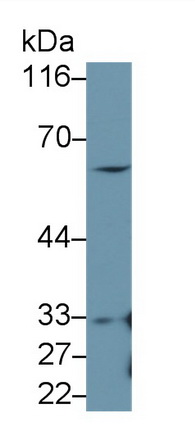 Polyclonal Antibody to Interferon Regulatory Factor 5 (IRF5)