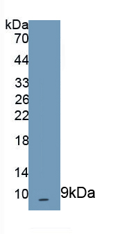 Polyclonal Antibody to Chemokine (C-X-C Motif) Ligand 2 (CXCL2)