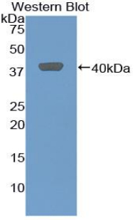 Polyclonal Antibody to Chemokine (C-X-C Motif) Ligand 2 (CXCL2)